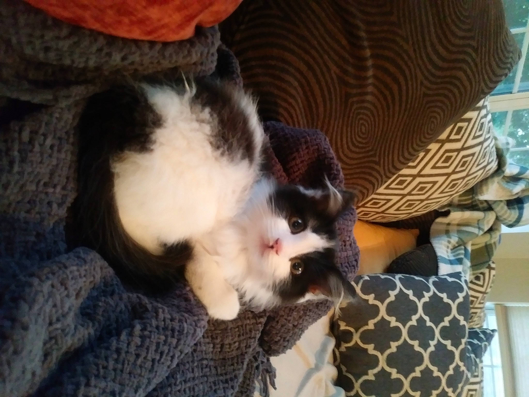 Frank is registered to the contest to win money with this photo: carnivore, cat, cat_supply, claw, comfort, companion_dog, couch, dog_breed, domestic_short_haired_cat, felidae, fur, lap, linens, nap, pattern, paw, room, small_to_medium_sized_cats, tail, whiskers