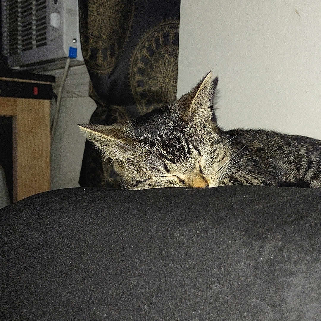 Nibbler joined the competition — help win amazing prizes! abyssinian, airconditioner, animal, appliance, architecture, bed, cat, chair, computer, couch, cushion, device, electricaldevice, electronics, furniture, homedecor, laptop, manx, pc, pet