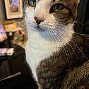 Pimprenelle participe au concours pour gagner de l'argent avec cette photo : animal, background_blur, cat, close_up, cozy, curious, domestic_cat, eyes, face, feline, fur, household, indoor, nose, pet, portrait, sitting, tabby, whiskers, white_fur