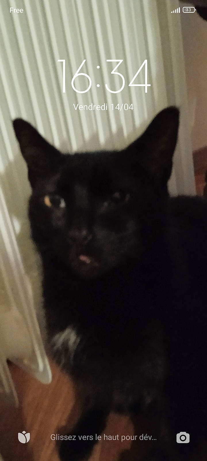 Belle participe au concours pour gagner de l'argent avec cette photo : black_cat, bombay, carnivore, cat, domestic_short_haired_cat, felidae, fur, small_to_medium_sized_cats, snout, tail, terrestrial_animal, whiskers