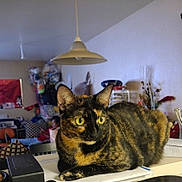 Princess joined the competition — help win amazing prizes! alert, animal, background, cat, chair, clutter, cozy, curious, desk, domestic, feline, home, indoor, lamp, papers, pet, resting, room, tortoiseshell_cat, yellow_eyes