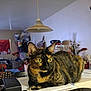 alert, animal, background, cat, chair, clutter, cozy, curious, desk, domestic, feline, home, indoor, lamp, papers, pet, resting, room, tortoiseshell_cat, yellow_eyes