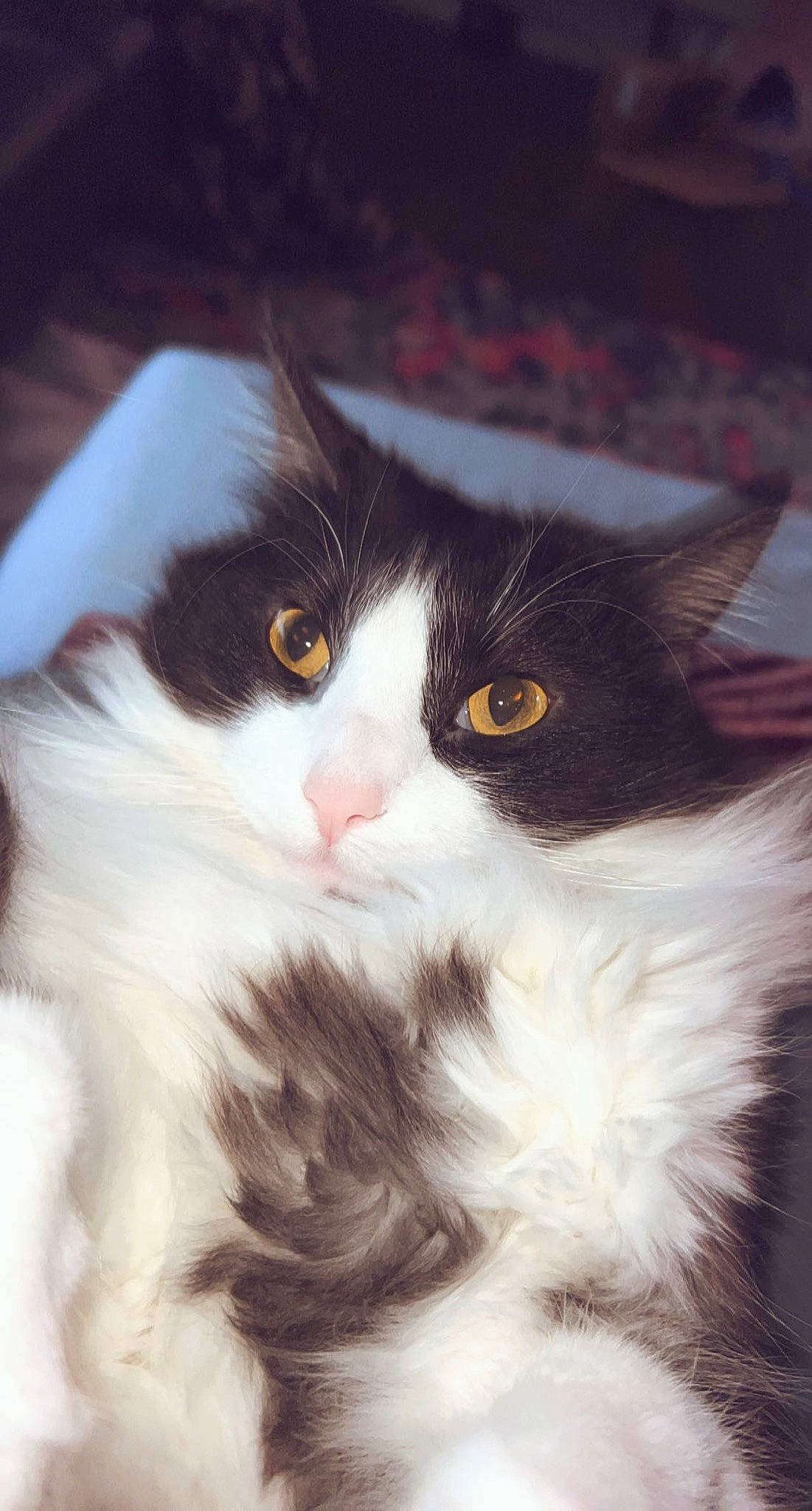 Theodore is registered to the contest to win money with this photo: carnivore, cat, domestic_short_haired_cat, felidae, fur, small_to_medium_sized_cats, snout, tail, tree, whiskers