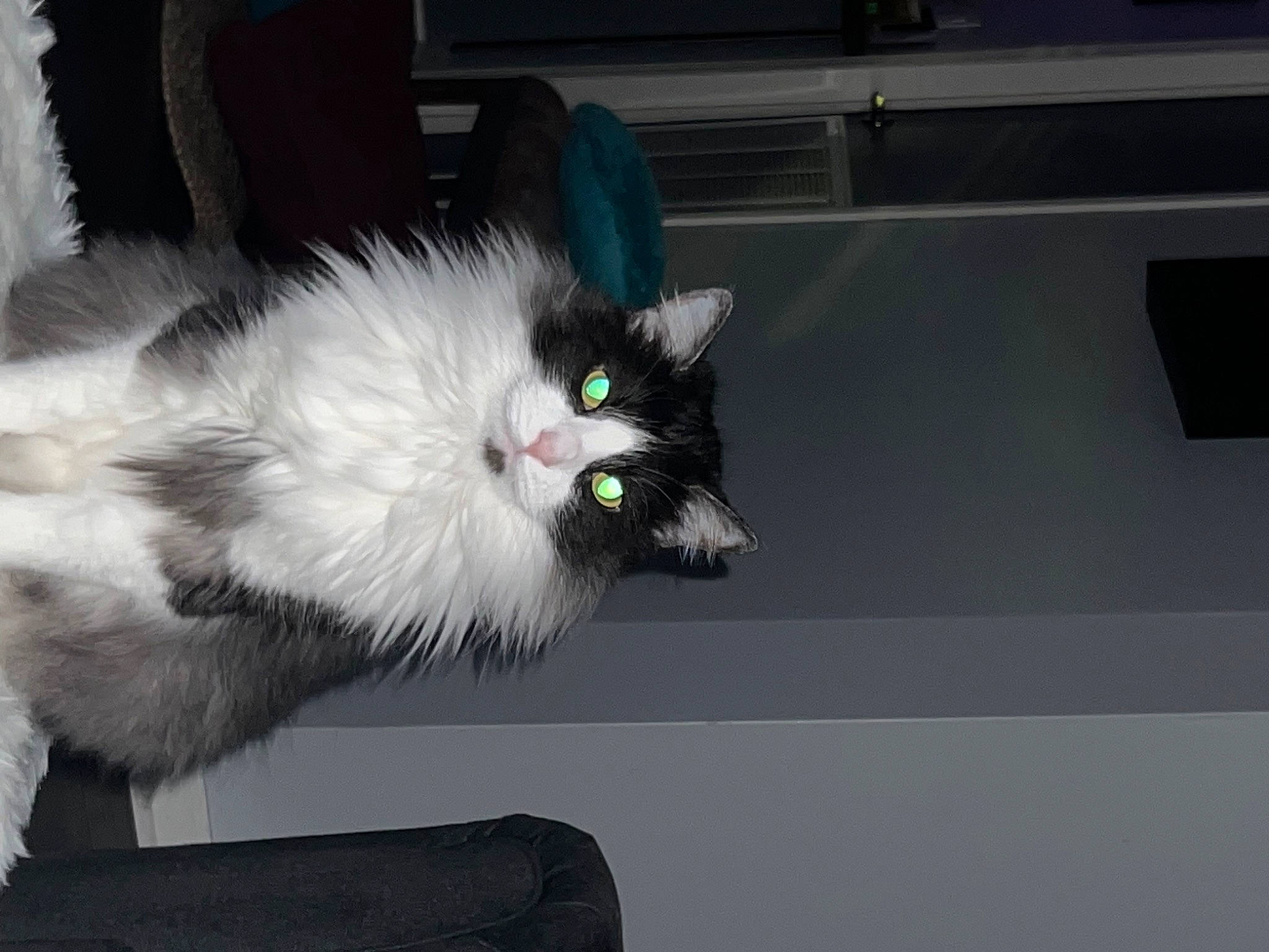 Theodore joined the competition — help win amazing prizes! carnivore, cat, claw, comfort, domestic_short_haired_cat, felidae, foot, fur, grey, paw, sitting, small_to_medium_sized_cats, tail, whiskers