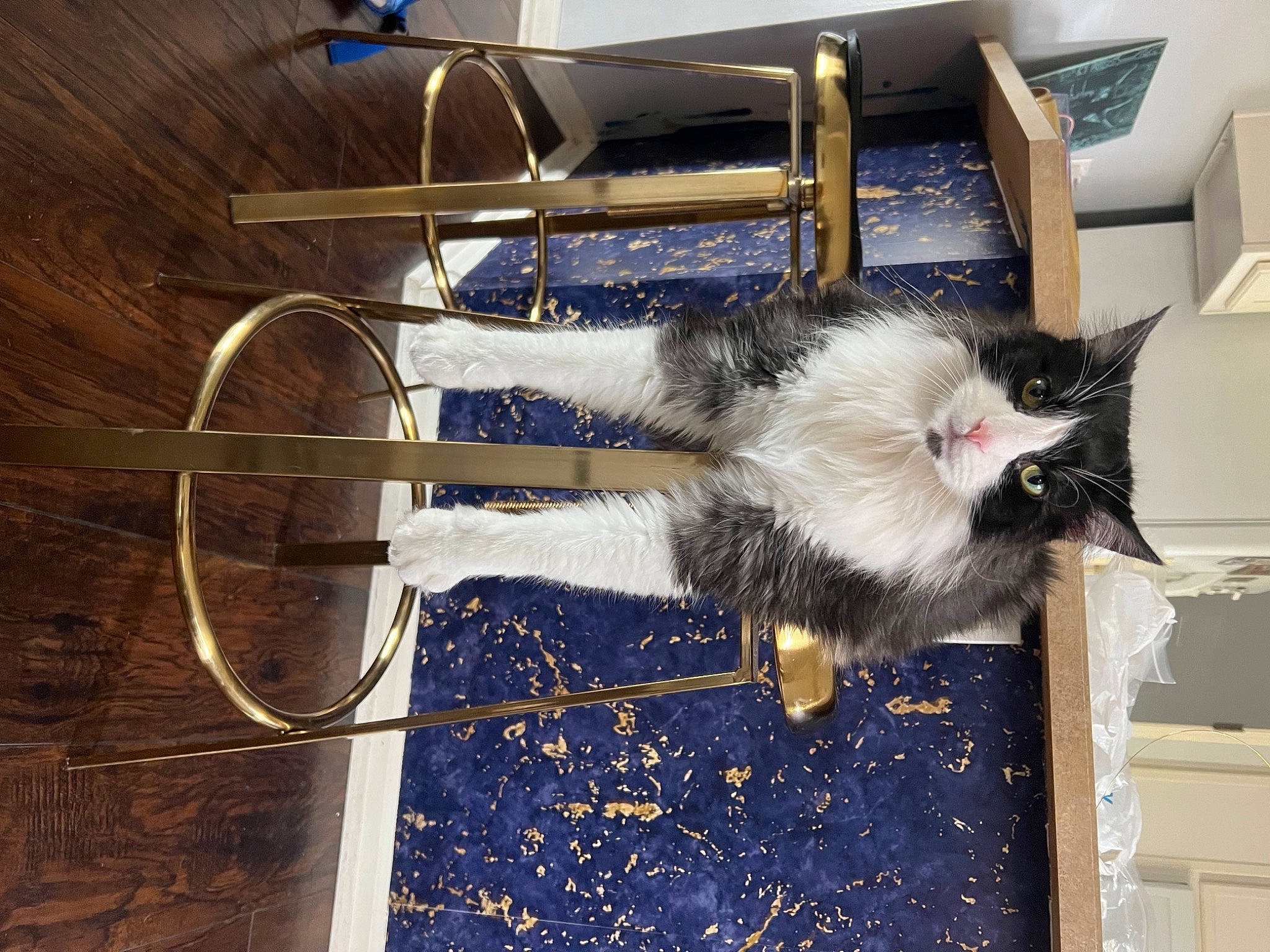 Theodore joined the competition — help win amazing prizes! box, cable, cat, domestic_short_haired_cat, electrical_supply, felidae, floor, flooring, fur, gas, hardwood, metal, small_to_medium_sized_cats, tail, whiskers, wire, wood