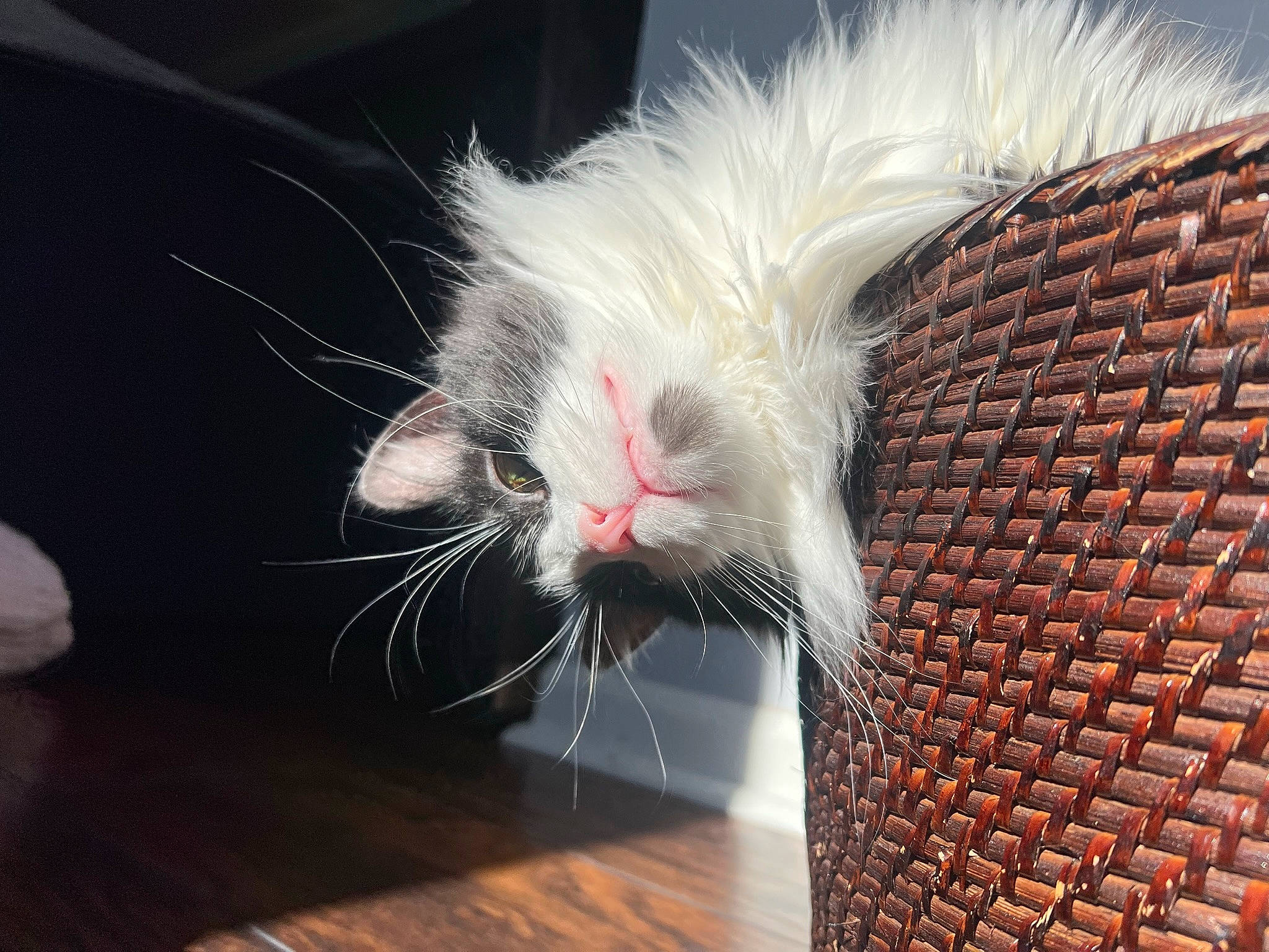 Theodore is registered to the contest to win money with this photo: carnivore, cat, claw, comfort, domestic_short_haired_cat, fang, felidae, flooring, foot, fur, hardwood, macro_photography, paw, small_to_medium_sized_cats, snout, tail, terrestrial_animal, whiskers, wood, yawn