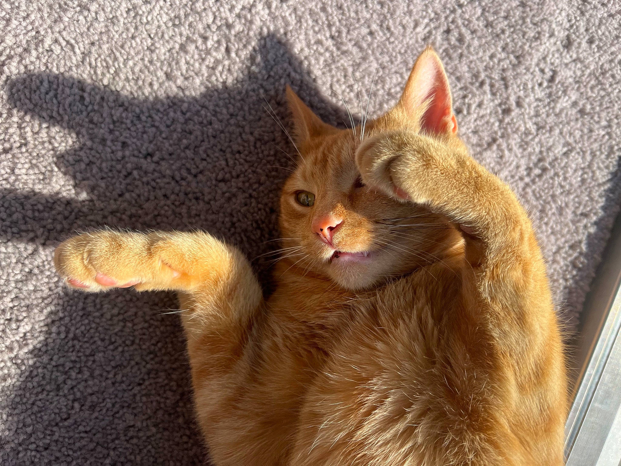 Macaroni joined the competition — help win amazing prizes! carnivore, cat, claw, domestic_short_haired_cat, felidae, fur, paw, small_to_medium_sized_cats, tail, terrestrial_animal, whiskers, window