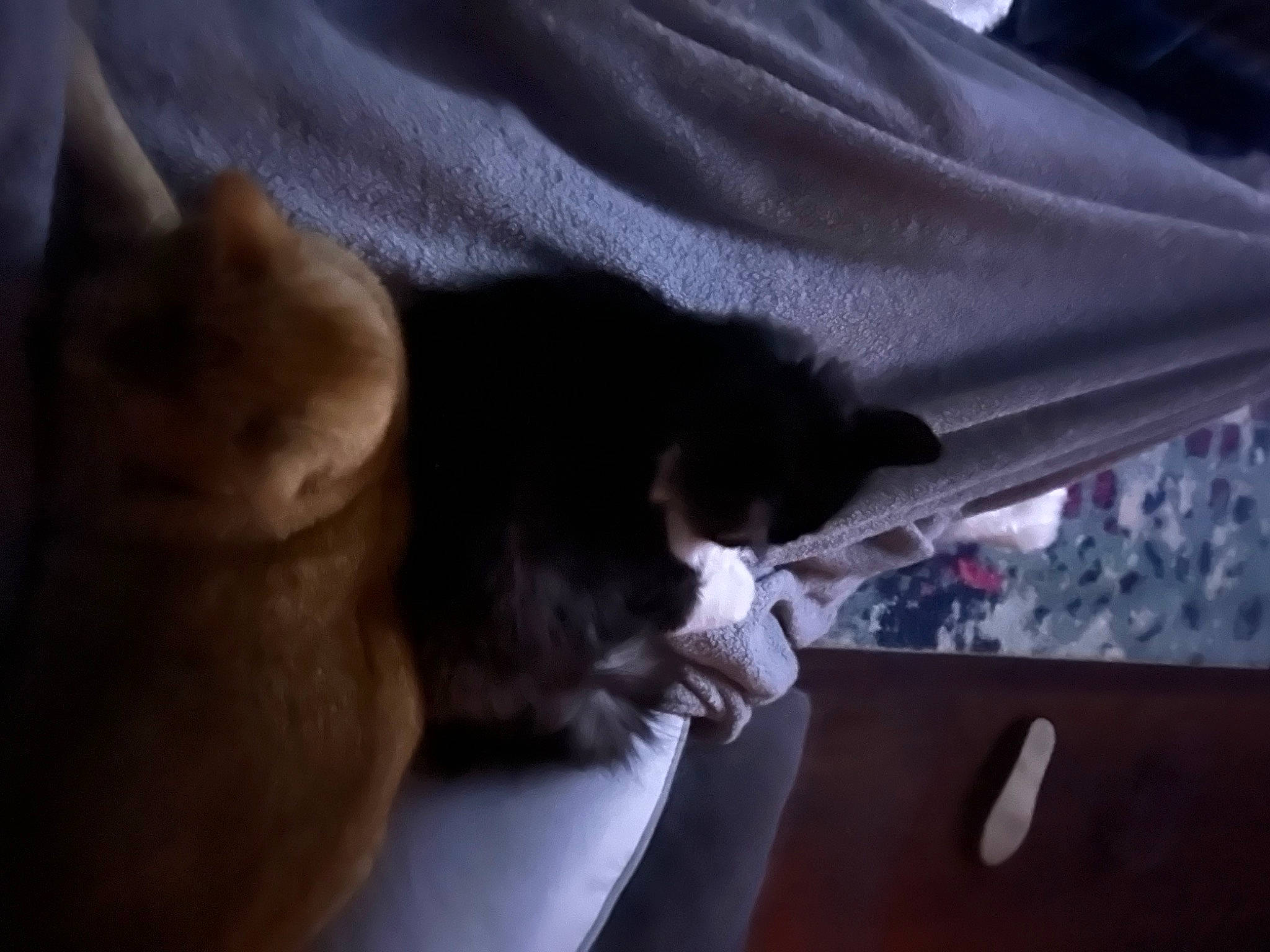 Macaroni is registered to the contest to win money with this photo: black_cat, canidae, carnivore, cat, comfort, companion_dog, dog_breed, domestic_short_haired_cat, felidae, fur, human_leg, linens, nap, paw, sitting, small_to_medium_sized_cats, sporting_group, tail, whiskers, wood