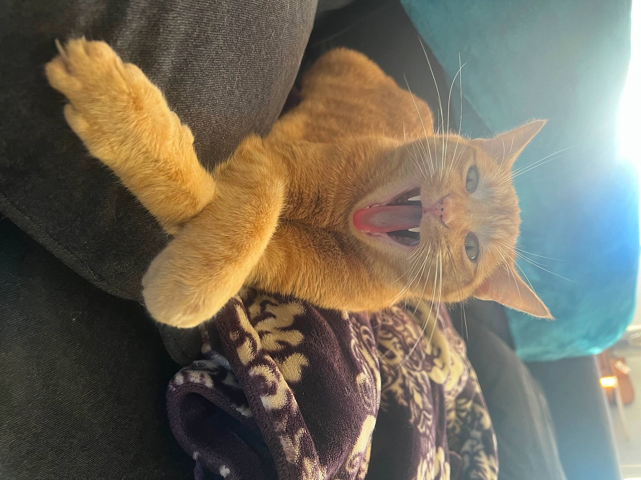 Macaroni is registered to the contest to win money with this photo: carnivore, cat, claw, domestic_short_haired_cat, fawn, felidae, fur, gesture, paw, plant, selfie, small_to_medium_sized_cats, stuffed_toy, sunglasses, tail, terrestrial_animal, tree, whiskers