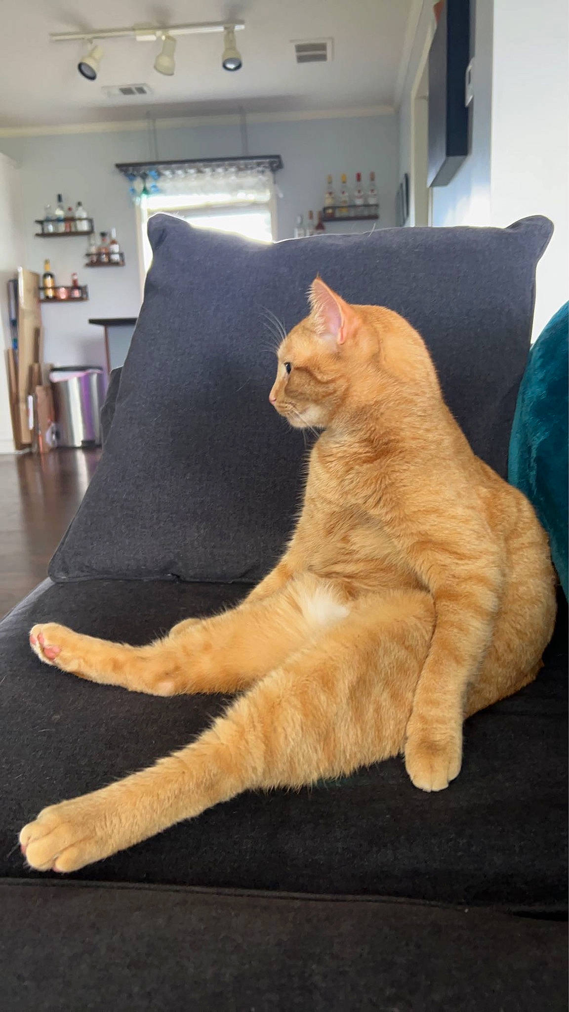 Macaroni joined the competition — help win amazing prizes! canidae, carnivore, cat, claw, comfort, dog_breed, domestic_short_haired_cat, fawn, felidae, foot, fur, gesture, hardwood, paw, picture_frame, small_to_medium_sized_cats, snout, tail, whiskers, wood