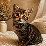 animal, cat, cozy, curious, cute, decor, eyes, flowers, fluffy, fur, indoor, kitten, pet, portrait, sitting, soft, tabby, vase, whiskers, young