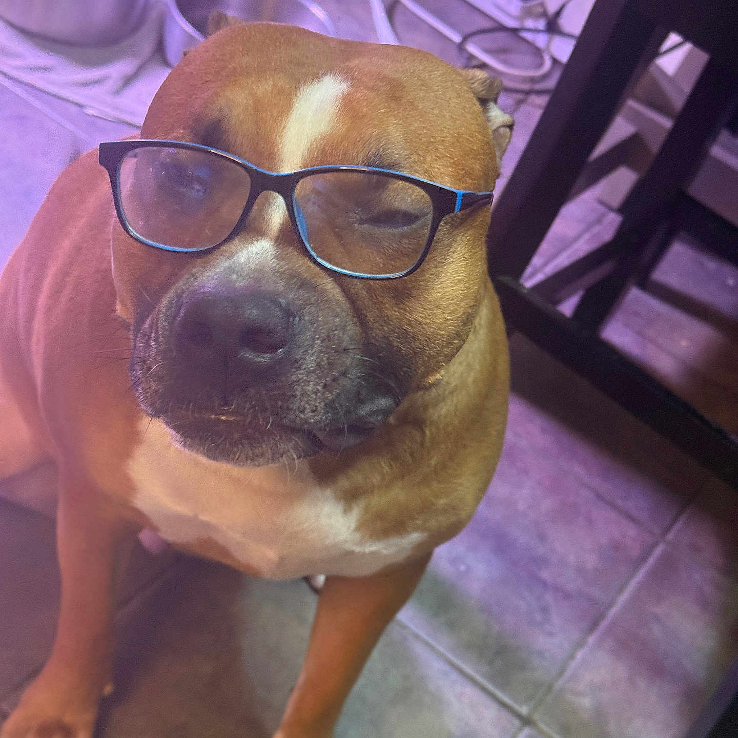 Cujo
