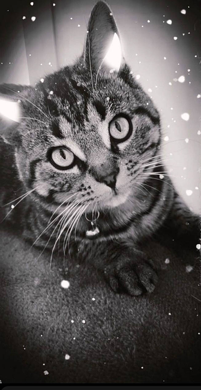 Jumpy participe au concours pour gagner de l'argent avec cette photo : black_and_white, carnivore, cat, close_up, darkness, domestic_short_haired_cat, eye, felidae, grey, human_body, monochrome, monochrome_photography, organism, sky, small_to_medium_sized_cats, snout, style, terrestrial_animal, whiskers, window