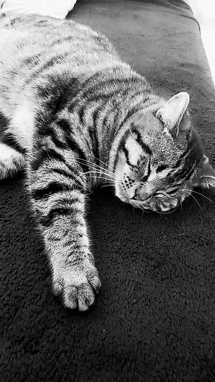 Jumpy participe au concours pour gagner de l'argent avec cette photo : art, carnivore, cat, claw, domestic_short_haired_cat, eye, felidae, fur, grass, grey, monochrome, monochrome_photography, paw, sitting, small_to_medium_sized_cats, snout, tail, terrestrial_animal, whiskers, wildlife