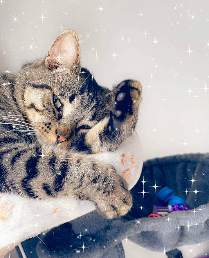 Jumpy participe au concours pour gagner de l'argent avec cette photo : carnivore, cat, claw, cloud, domestic_short_haired_cat, felidae, freezing, fur, glass, love, meteorological_phenomenon, paw, sitting, sky, small_to_medium_sized_cats, snout, square, tail, whiskers, winter