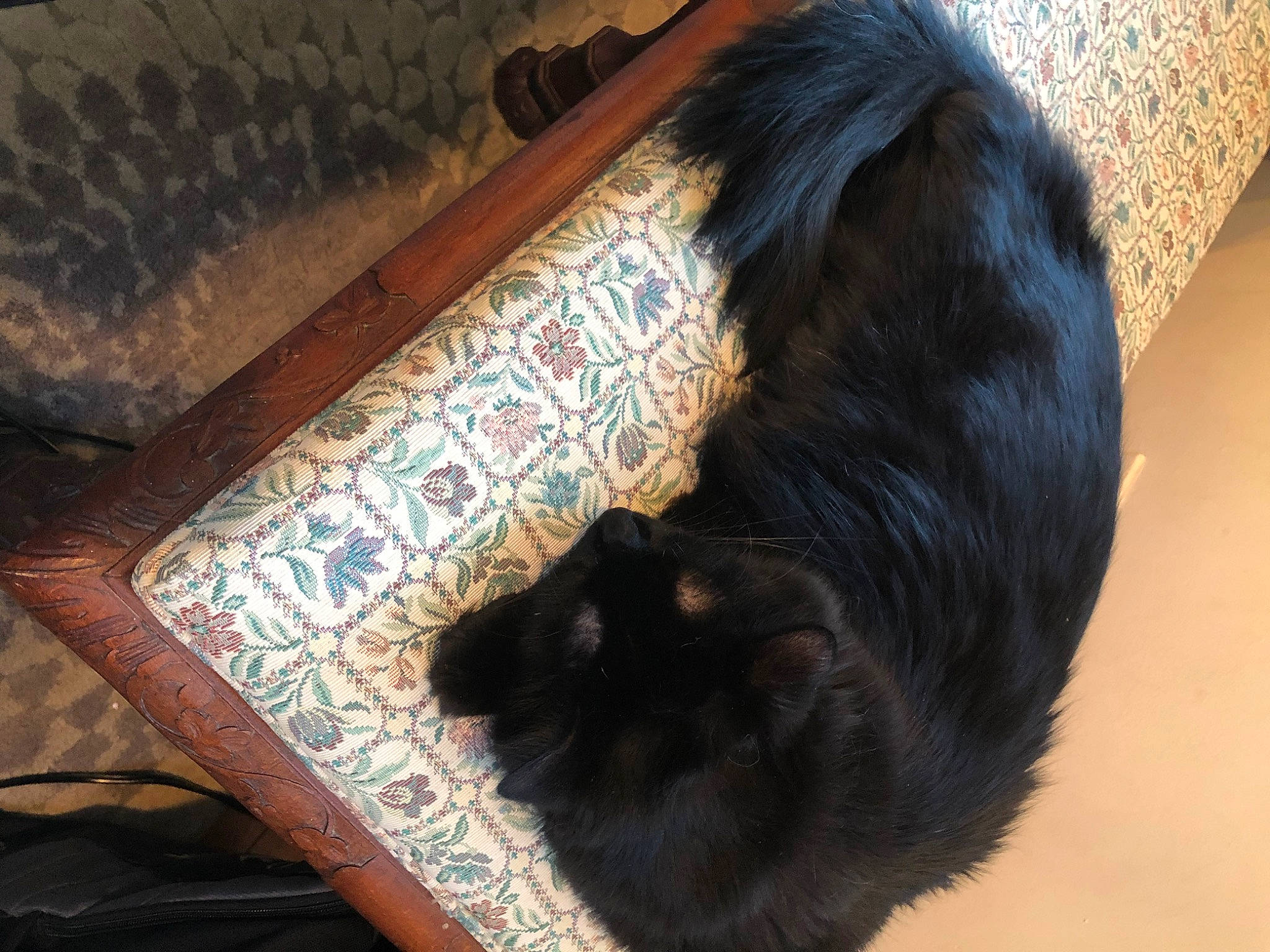 Wisp joined the competition — help win amazing prizes! black_cat, brown, carnivore, cat, comfort, companion_dog, dog_breed, felidae, flooring, fur, hardwood, liver, pattern, small_to_medium_sized_cats, snout, tail, tints_and_shades, whiskers, wood, wood_stain