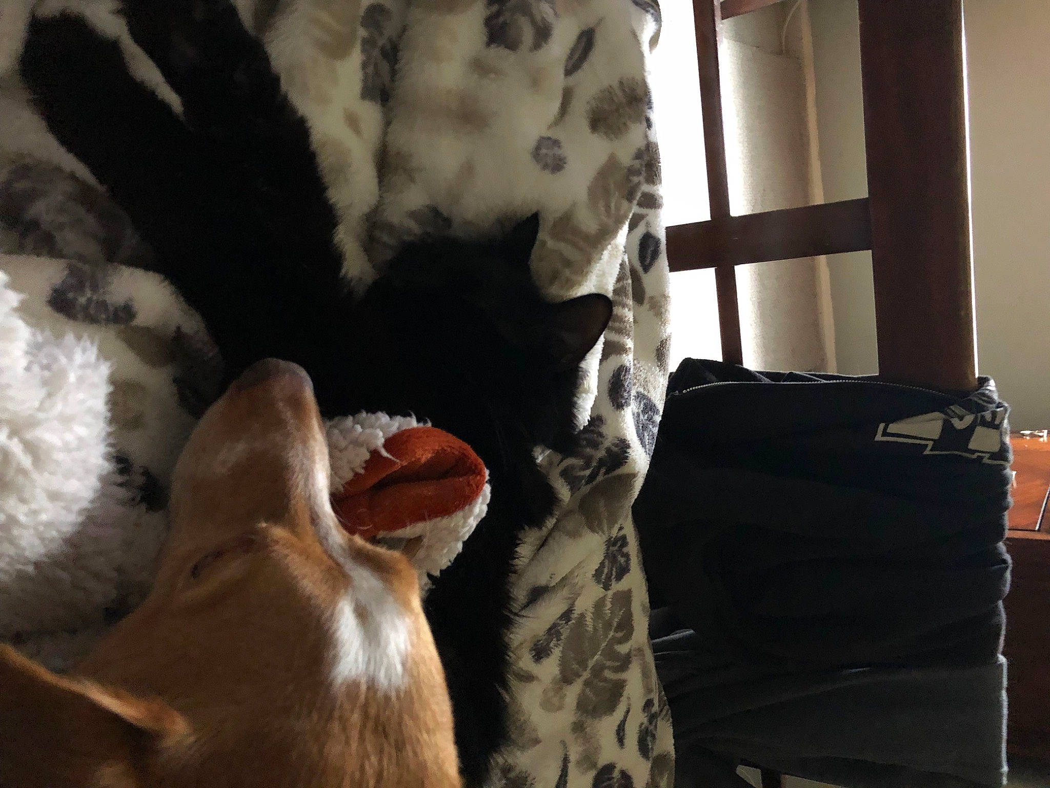 Wisp joined the competition — help win amazing prizes! bovine, canidae, carnivore, comfort, companion_dog, dog, dog_breed, fawn, felidae, foot, fur, human_leg, livestock, paw, small_to_medium_sized_cats, snout, sporting_group, tail, whiskers, working_animal