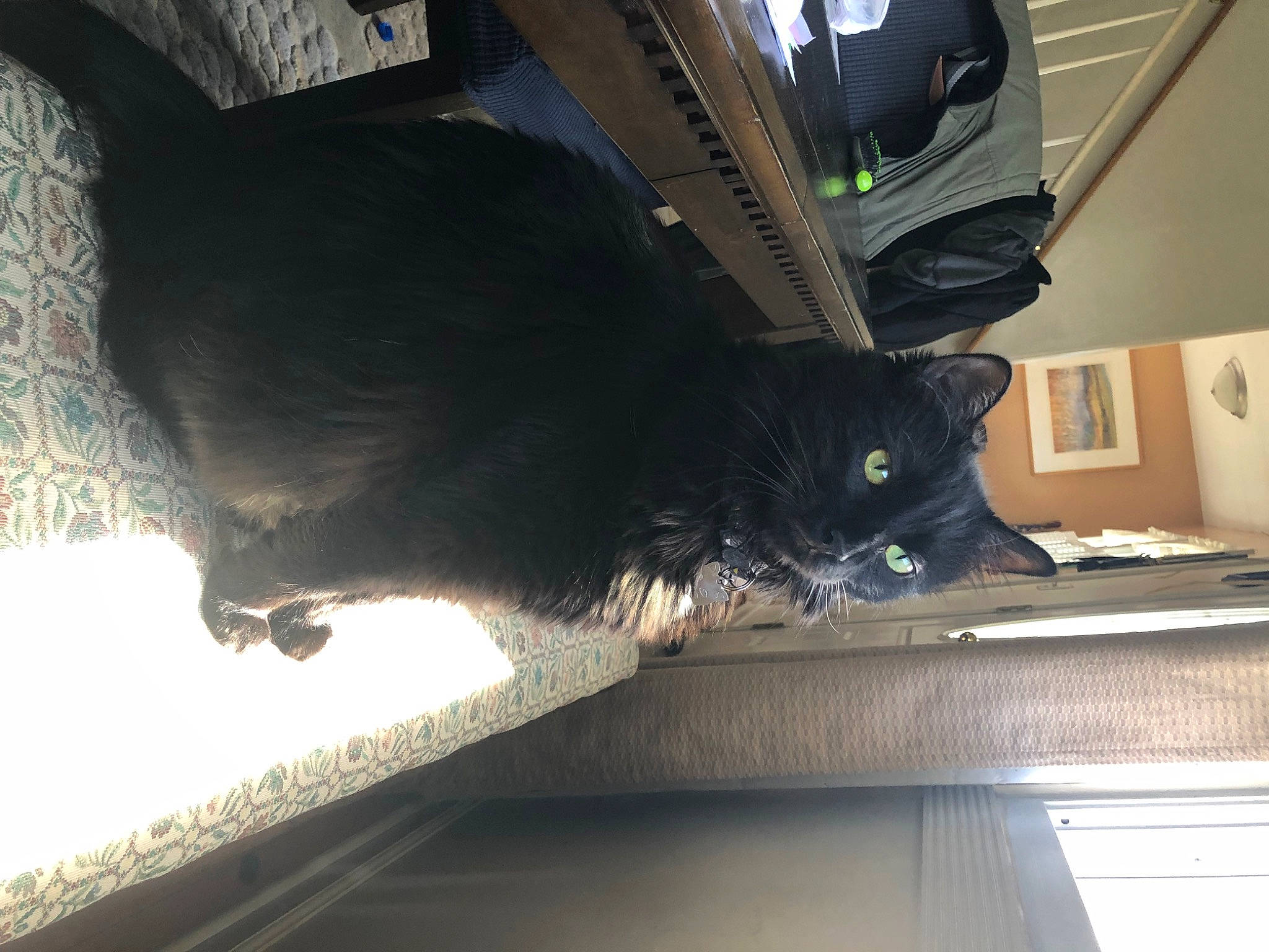 Wisp is registered to the contest to win money with this photo: auto_part, automotive_exterior, automotive_tire, carnivore, cat, comfort, domestic_short_haired_cat, felidae, floor, flooring, fur, mammal, small_to_medium_sized_cats, snout, tail, tints_and_shades, vehicle_door, vertebrate, whiskers, wood