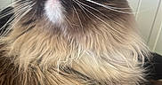 Ocean joined the competition — help win amazing prizes! cat, long_hair, blue_eyes, whiskers, fluffy, pet, indoor, close_up, animal, feline, curious, portrait, domestic_cat, mammal, whiskers_visible, soft_fur, looking_up, face, cute, relaxed