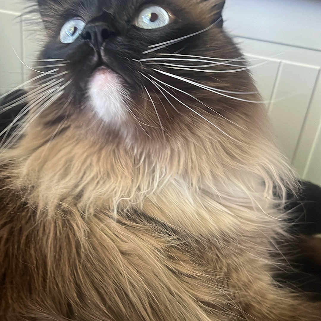 Ocean joined the competition — help win amazing prizes! cat, long_hair, blue_eyes, whiskers, fluffy, pet, indoor, close_up, animal, feline, curious, portrait, domestic_cat, mammal, whiskers_visible, soft_fur, looking_up, face, cute, relaxed