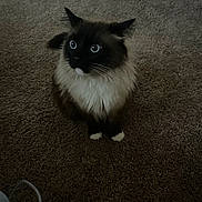 Ocean joined the competition — help win amazing prizes! cat, blue_eyes, fluffy, indoor, carpet, pet, animal, sitting, curious, feline, white_paws, dark_face, soft_fur, looking_up, ears_up, domestic_cat, mammal, whiskers, cute, alert