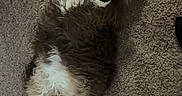 Ocean is registered to the contest to win money with this photo: animal, carpet, cat, cozy, curious_eyes, cute, domestic, feline, fluffy, furry, indoor, lying_down, mammal, pet, playful, relaxed, resting, soft_fur, whiskers, white_paws