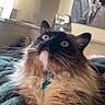 Ocean is registered to the contest to win money with this photo: cat, fluffy, wide_eyes, indoor, blanket, cozy, curious, window_light, portrait, feline, whiskers, collar, relaxed, home_interior, soft_fur, close_up, pet, animal, resting, domestic
