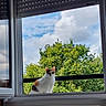Tina participe au concours pour gagner de l'argent avec cette photo : cat, calico_cat, window, open_window, greenery, trees, sky, clouds, outdoor, nature, pet, animal, curious, perched, daytime, building, frame, radiator, reflection, balcony
