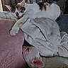 animal, blanket, calico_cat, cat, comfort, cozy, curtains, cushion, dog, ears, fur, home, indoor, napping, pets, relaxation, resting, sleeping, soft_texture, white_dog