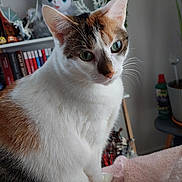 Tina a rejoint le concours — aidez-le/la à gagner de superbes lots ! cat, calico, pet, indoor, blanket, bookshelf, books, figurines, plant, unicorn, soft, curious, whiskers, ears, feline, closeup, domestic, cozy, cute, animal
