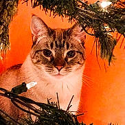 Blue is registered to the contest to win money with this photo: abyssinian, accessories, angora, animal, cat, christmas, conifer, featherboa, fir, hardwood, kitten, leaf, light, lighting, manx, pet, plant, siamese, tree, wood