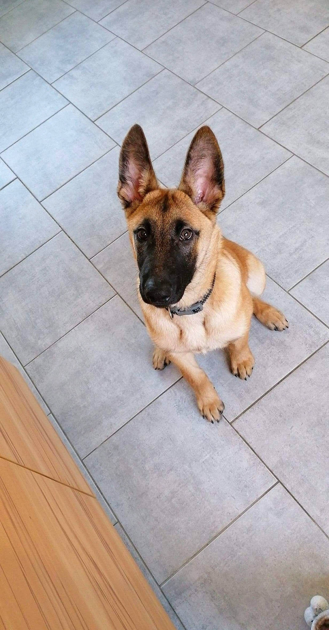 Balto participe au concours pour gagner de l'argent avec cette photo : brown, canidae, carnivore, dog, dog_breed, fawn, floor, flooring, german_shepherd_dog, hardwood, herding_dog, king_shepherd, laminate_flooring, old_german_shepherd_dog, police_dog, snout, tile, tile_flooring, wood_flooring, wood_stain