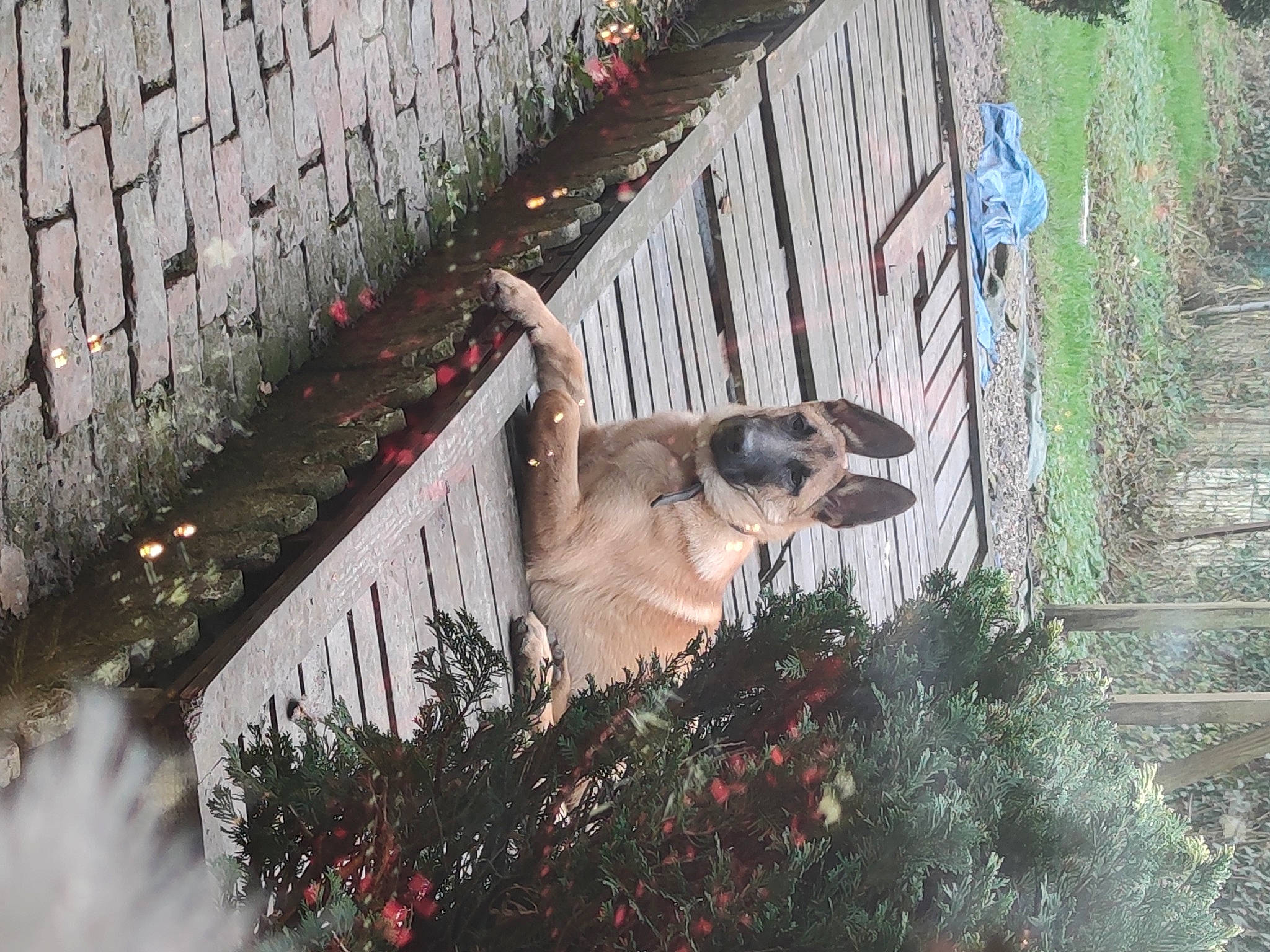 Balto participe au concours pour gagner de l'argent avec cette photo : brick, brickwork, canidae, carnivore, christmas, christmas_decoration, christmas_ornament, conifer, dog, dog_breed, fawn, fence, fir, home_fencing, pine, pine_family, snout, sporting_group, working_animal