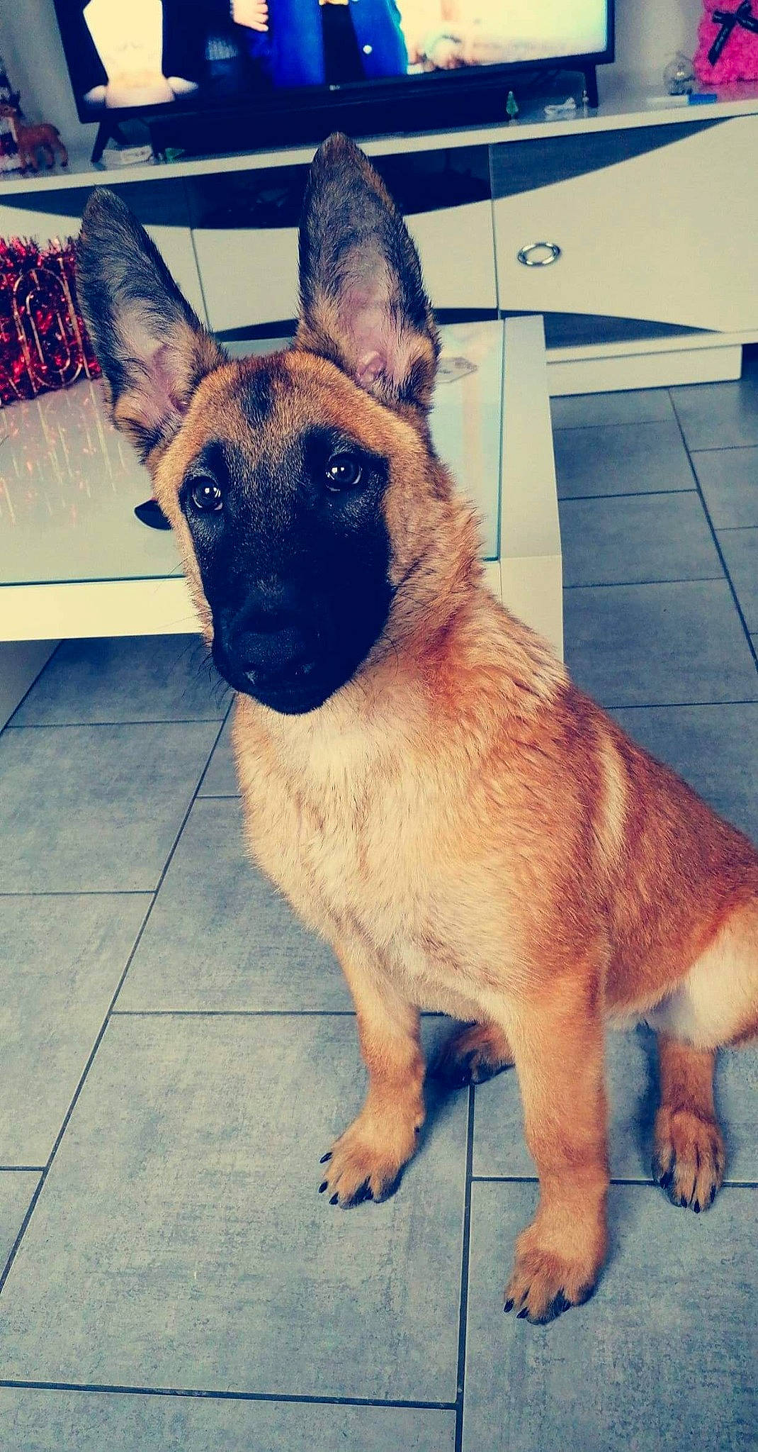 Balto participe au concours pour gagner de l'argent avec cette photo : belgian_shepherd_malinois, brown, canidae, carnivore, collar, dog, dog_breed, fawn, floor, flooring, foot, fur, german_shepherd_dog, pet_supply, skin, snout, sporting_group, tile, vertebrate, working_animal