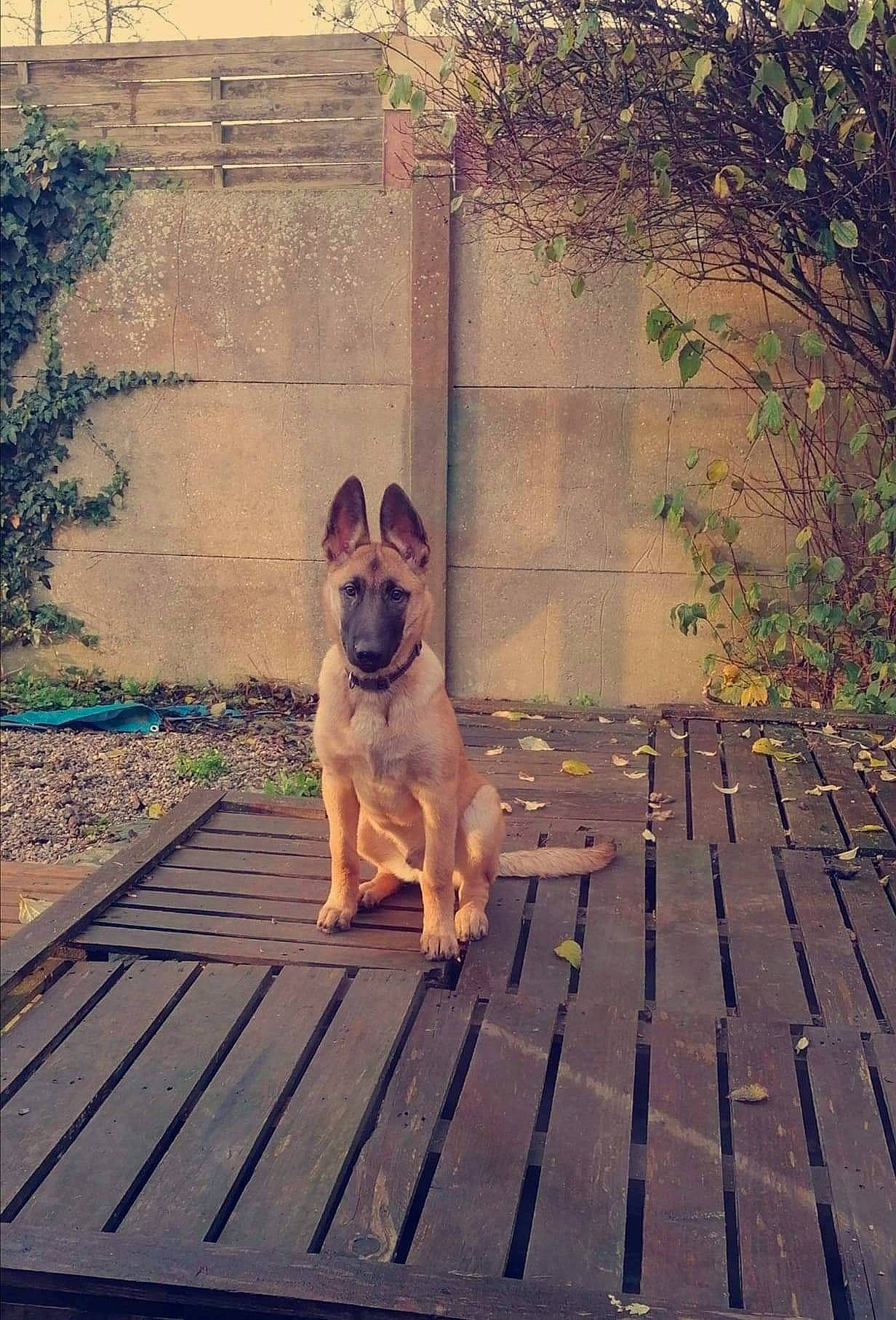 Balto a rejoint le concours — aidez-le/la à gagner de superbes lots ! brickwork, canidae, carnivore, companion_dog, deck, dog, dog_breed, fawn, hardwood, lumber, outdoor_furniture, plank, snout, sporting_group, wood, wood_stain, working_animal, working_dog