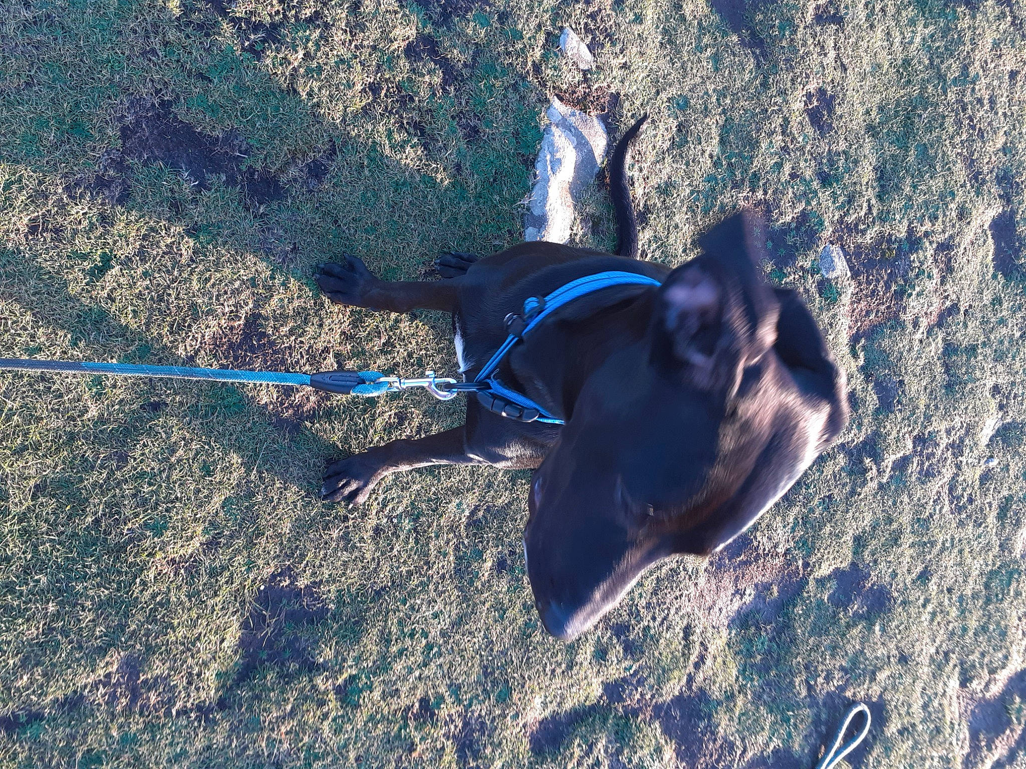 Titouan participe au concours pour gagner de l'argent avec cette photo : adventure, air_sports, canidae, carnivore, collar, dog, dog_breed, dog_collar, dog_supply, electric_blue, extreme_sport, fashion_accessory, fin, leash, recreation, shadow, soil, sporting_group, tail, working_animal