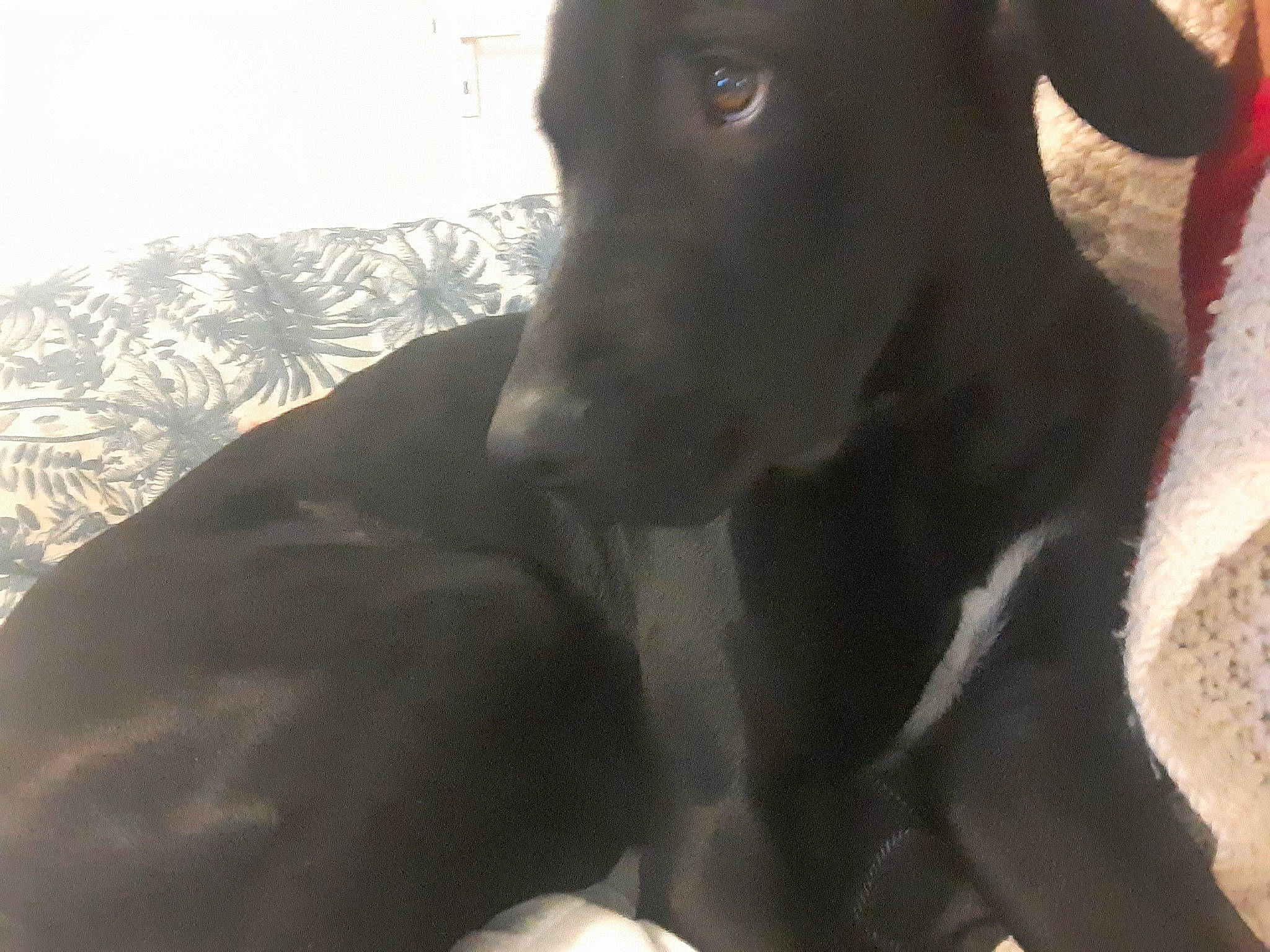 Titouan participe au concours pour gagner de l'argent avec cette photo : borador, canidae, carnivore, companion_dog, dog, dog_breed, fawn, hunting_dog, non_sporting_group, rampur_greyhound, terrestrial_animal, whiskers, working_animal, working_dog