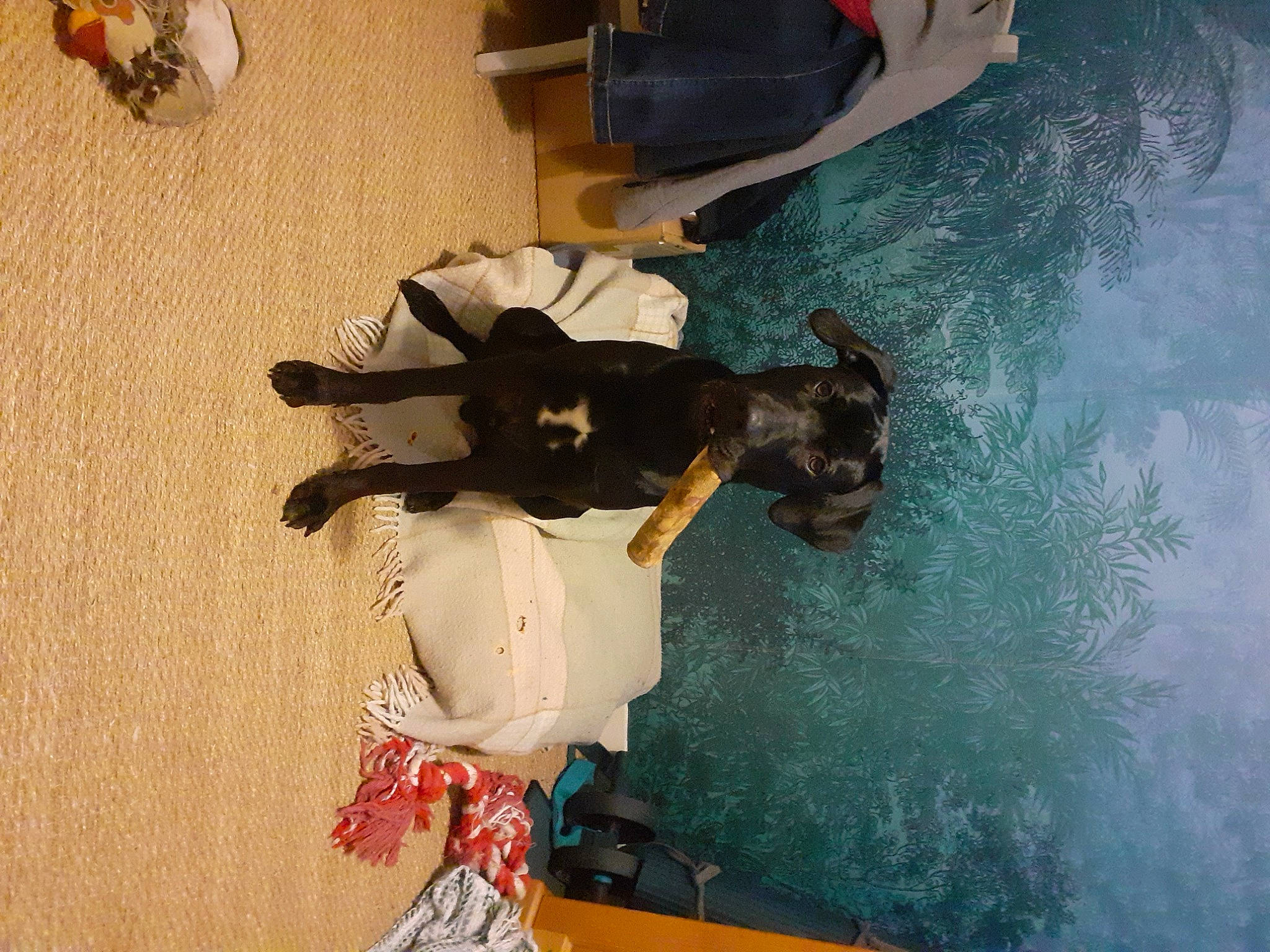 Titouan participe au concours pour gagner de l'argent avec cette photo : canidae, carnivore, companion_dog, dog, dog_breed, fawn, flooring, fun, happy, hardwood, leisure, recreation, sporting_group, swimming_pool, tail, water, wood