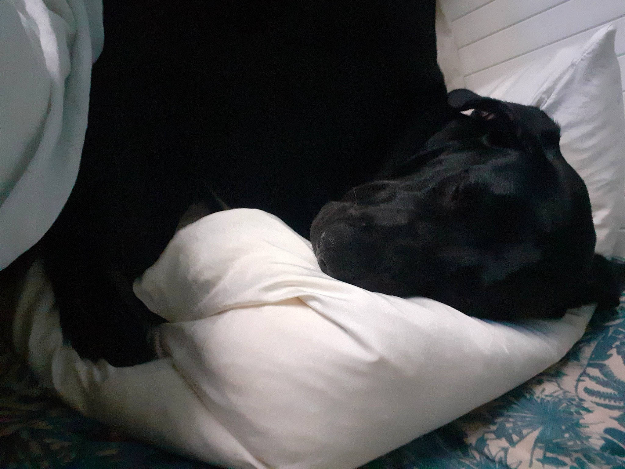 Titouan participe au concours pour gagner de l'argent avec cette photo : ankle, bag, baggage, bedding, comfort, companion_dog, dog, dog_breed, foot, fur, grey, guard_dog, human_leg, knee, linens, luggage_and_bags, nap, personal_protective_equipment, room, thigh