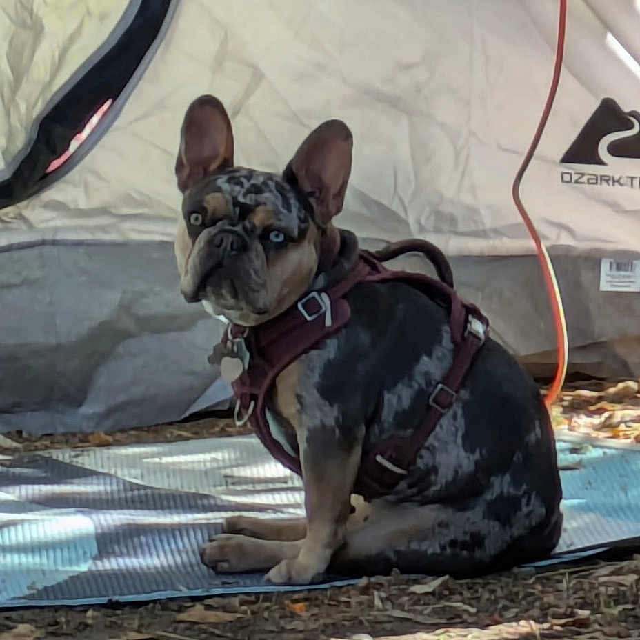 Princess Fat Fat joined the competition — help win amazing prizes! animal, architecture, bostonbull, building, bulldog, camping, canine, dog, dogbed, frenchbulldog, outdoors, person, pet, policedog, pug, puppy, shelter, soil, tent, walkingdog