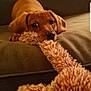 animal, brown, closeup, companion, couch, cute, dog, friendly, fur, home, indoor, nose, pet, playful, puppy, relaxed, soft, toy, tug_of_war, young