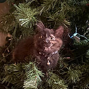 Tito is registered to the contest to win money with this photo: animal, bell, branches, cat, christmas, christmas_tree, collar, curious, cute, decorations, feline, fur, greenery, holiday, indoor, kitten, nature, pet, whiskers, young