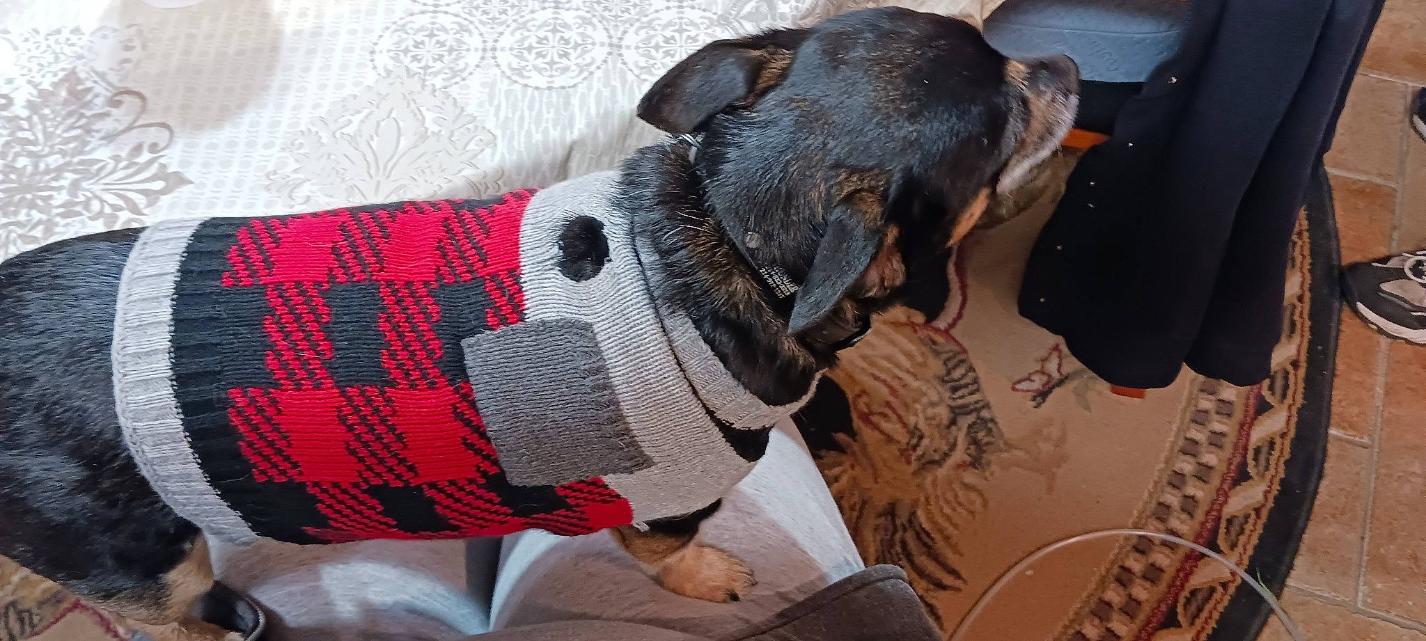 Thunder joined the competition — help win amazing prizes! bag, carmine, carnivore, collar, comfort, companion_dog, dog, dog_breed, dog_collar, dog_supply, fawn, luggage_and_bags, pattern, personal_protective_equipment, pet_supply, plaid, sleeve, tartan, woolen, working_animal