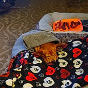 Spot is registered to the contest to win money with this photo: animal, bed, blanket, brown_dog, carpet, comfort, covered, cozy, dog, fur, heart_pattern, indoor, orange_plate, paw_print, pet, quiet, relaxed, resting, sleeping, treats
