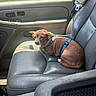 dog, small_dog, brown_dog, car_interior, passenger_seat, leather_seat, blue_harness, window, seatbelt, sunlight, vehicle, pet, animal, domestic_animal, resting, inside, daylight, seat, compact, looking