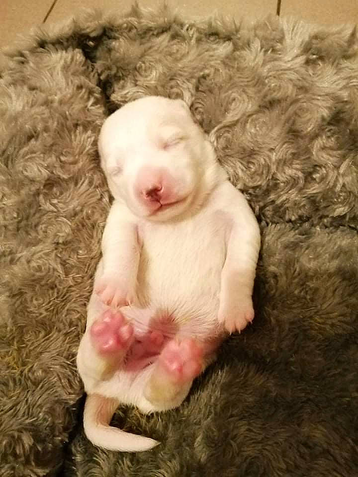 Douggy participe au concours pour gagner de l'argent avec cette photo : canidae, companion_dog, dog_breed, fawn, fiber, foot, fur, liver, livestock, natural_material, paw, snout, sporting_group, tail, terrestrial_animal, toy, wool, working_animal