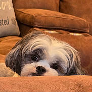 Melania is registered to the contest to win money with this photo: dog, pet, couch, brown, cozy, indoor, living_room, fur, cute, animal, face, resting, fluffy, comfort, home, relaxation, snout, ears, soft, companion