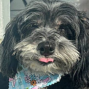 Jr is registered to the contest to win money with this photo: animal, bandana, black_and_white, bunny_pattern, close_up, cute, dog, ears, floral_pattern, friendly, fur, happy, muzzle, outdoor, pet, portrait, scruffy, sunlight, tongue_out, whiskers