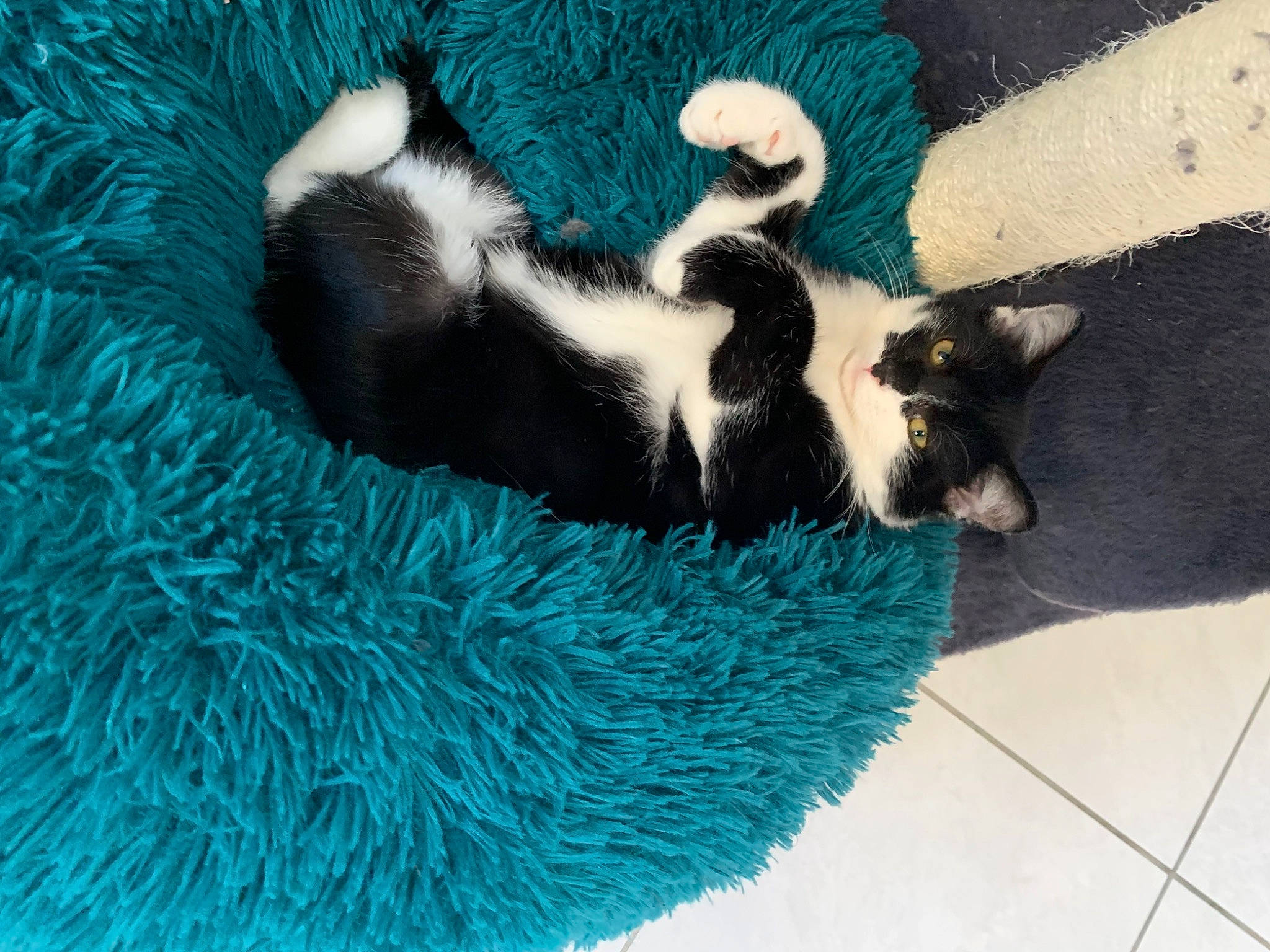 Luffy a rejoint le concours — aidez-le/la à gagner de superbes lots ! canidae, carnivore, cat_supply, comfort, companion_dog, dog_breed, dog_supply, electric_blue, fashion_accessory, felidae, fur, pattern, pet_supply, small_to_medium_sized_cats, snout, sporting_group, tail, terrestrial_animal, whiskers, wool