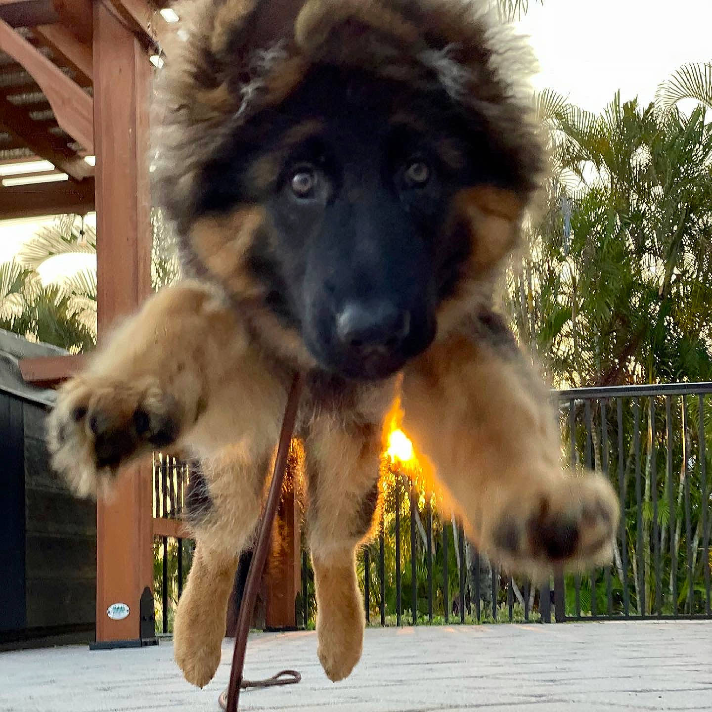 Isa is registered to the contest to win money with this photo: ancient_dog_breeds, canidae, carnivore, caucasian_shepherd_dog, companion_dog, dog, dog_breed, fawn, fence, fur, giant_dog_breed, guard_dog, herding_dog, snout, sporting_group, tail, tibetan_mastiff, tree, working_animal, working_dog